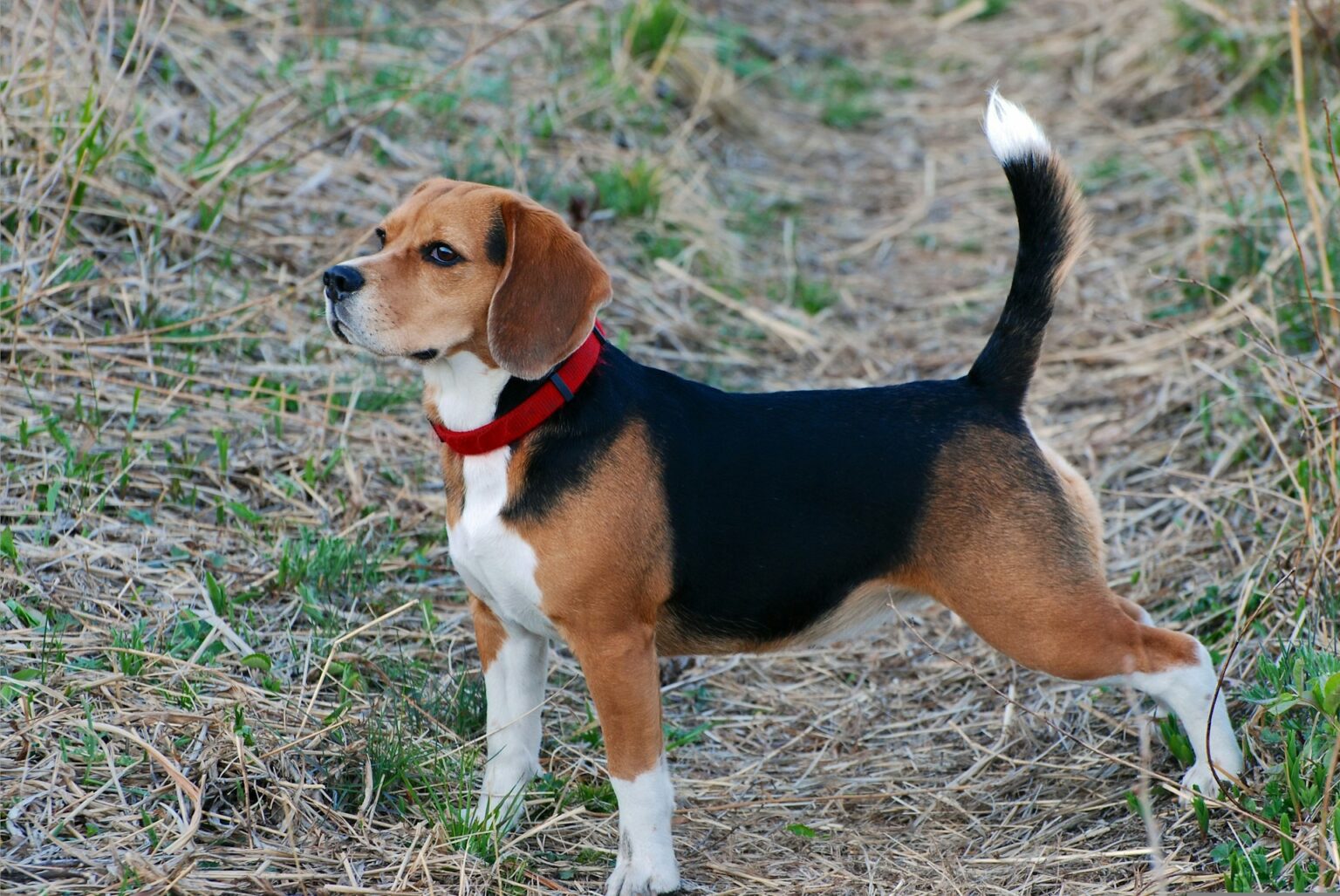 Beagle breed Beagle breed