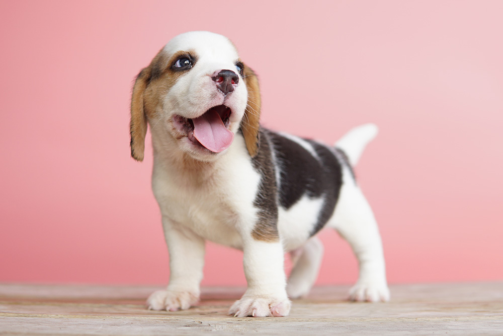 Beagle