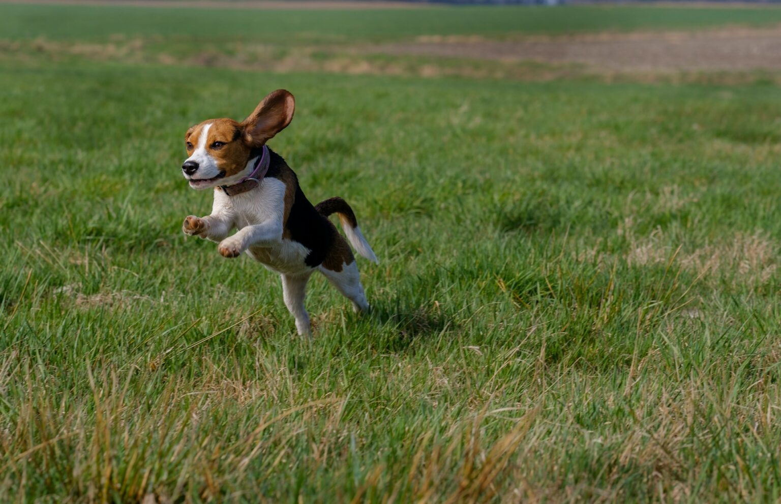Beagle physical activity Beagle physical activity