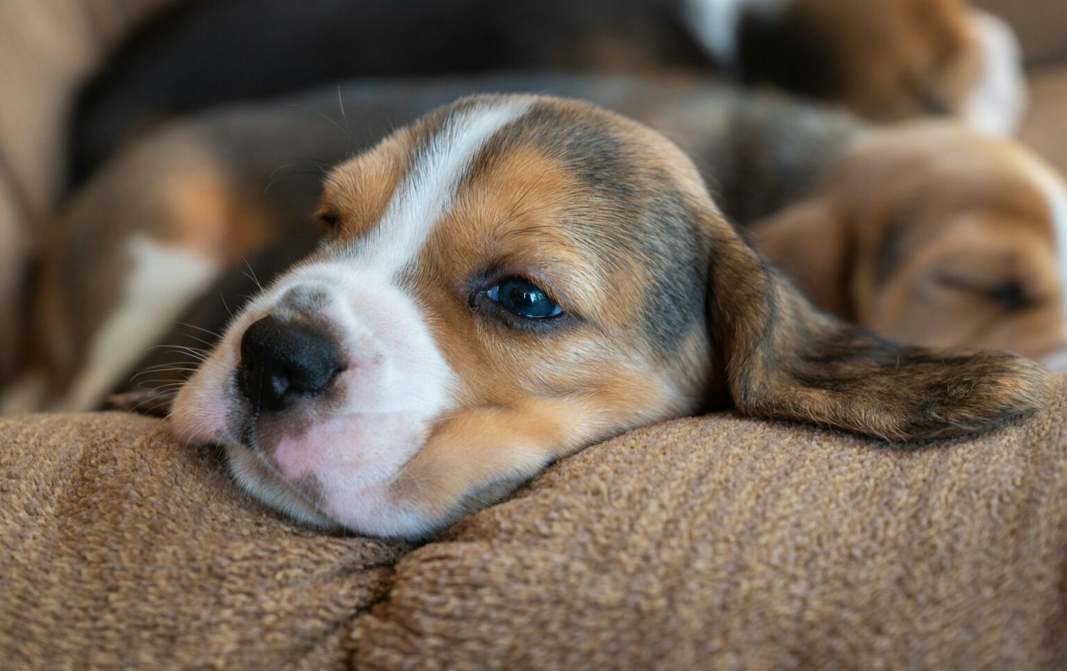 Beagle ears Beagle ears