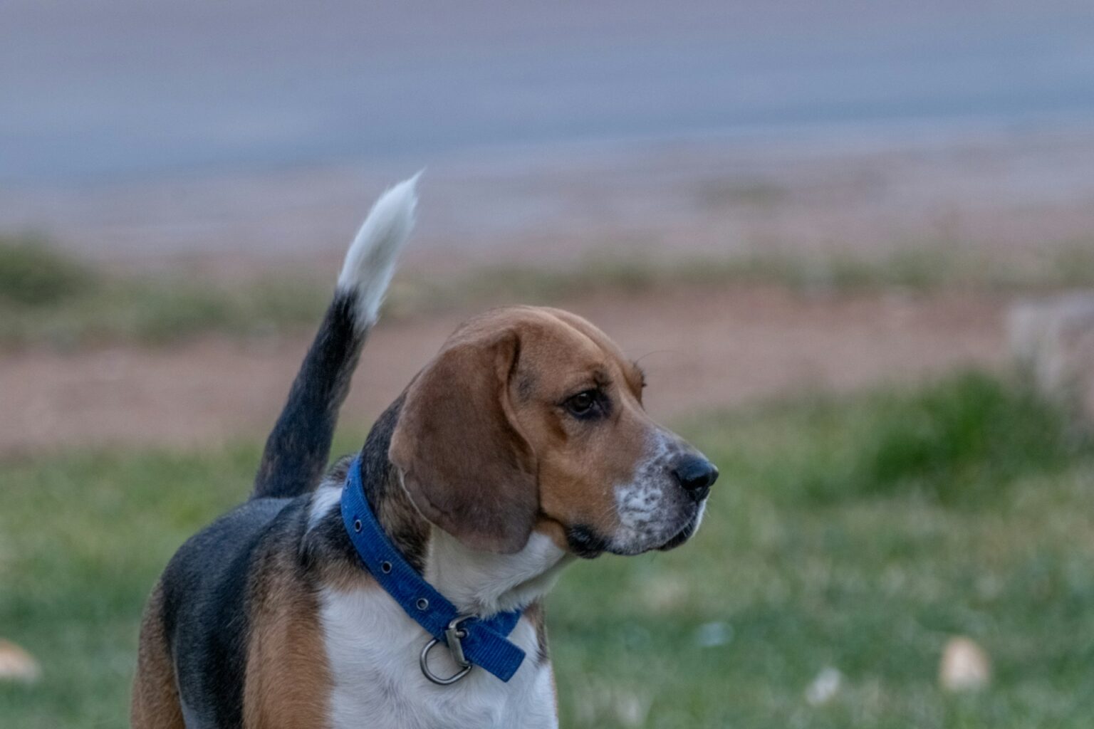 Beagle hunting dog Beagle hunting dog
