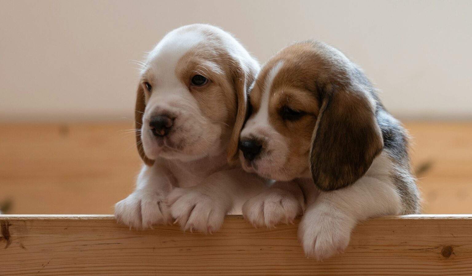 Beagle puppies Beagle puppies