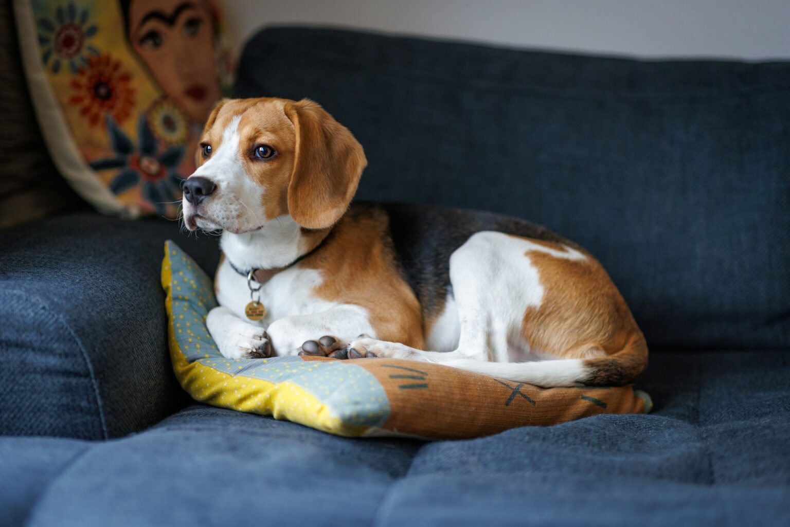 Beagle dog at home Beagle dog at home