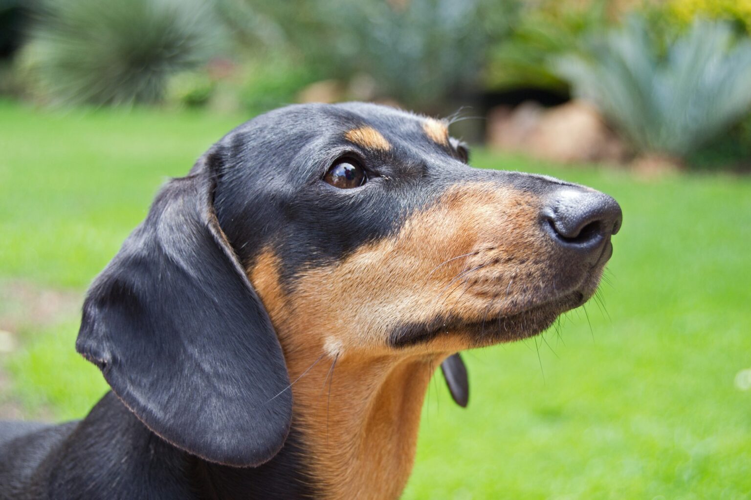 Dachshund ears