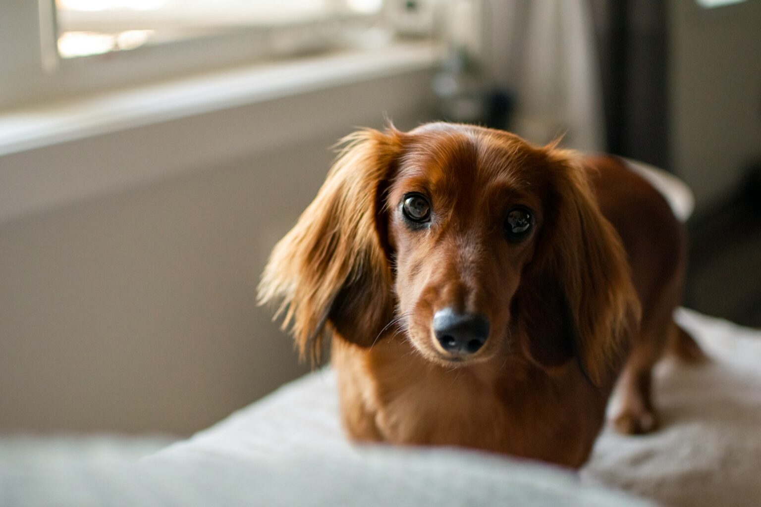 Long-Haired Dachshund