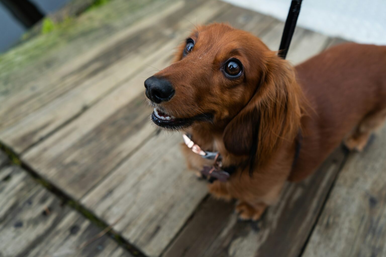 Dachshund Physical Activity