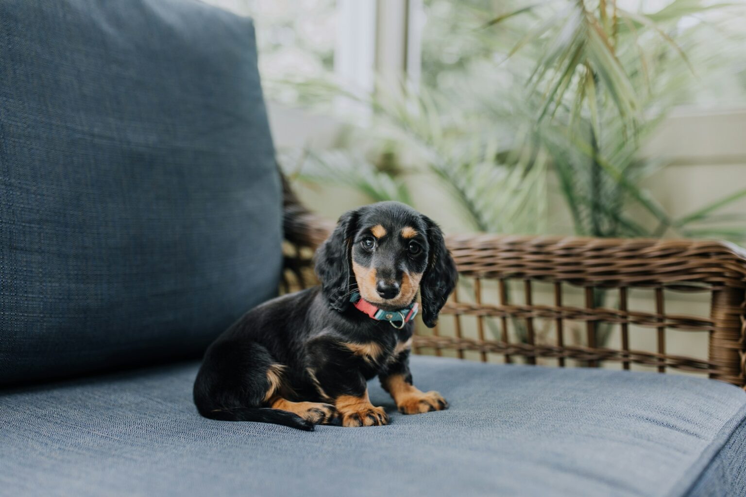 Dachshund Puppy
