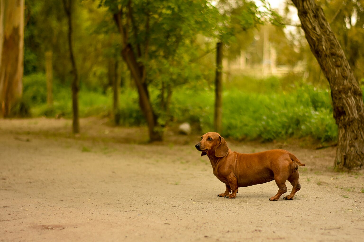 Sausage dog