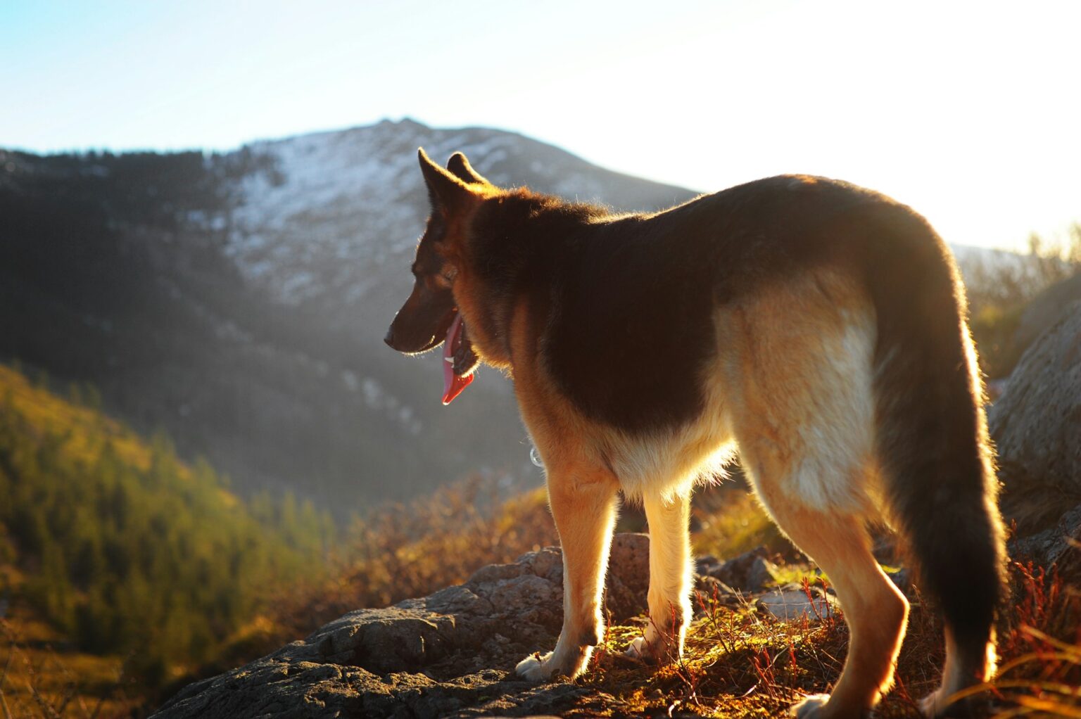 German Dog German Dog