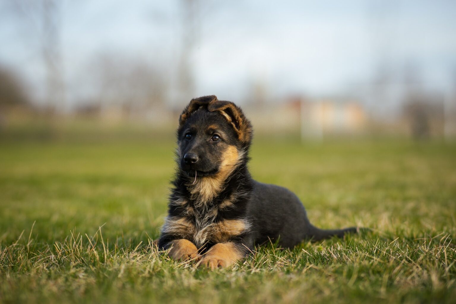 German Shepherd Puppy German Shepherd Puppy