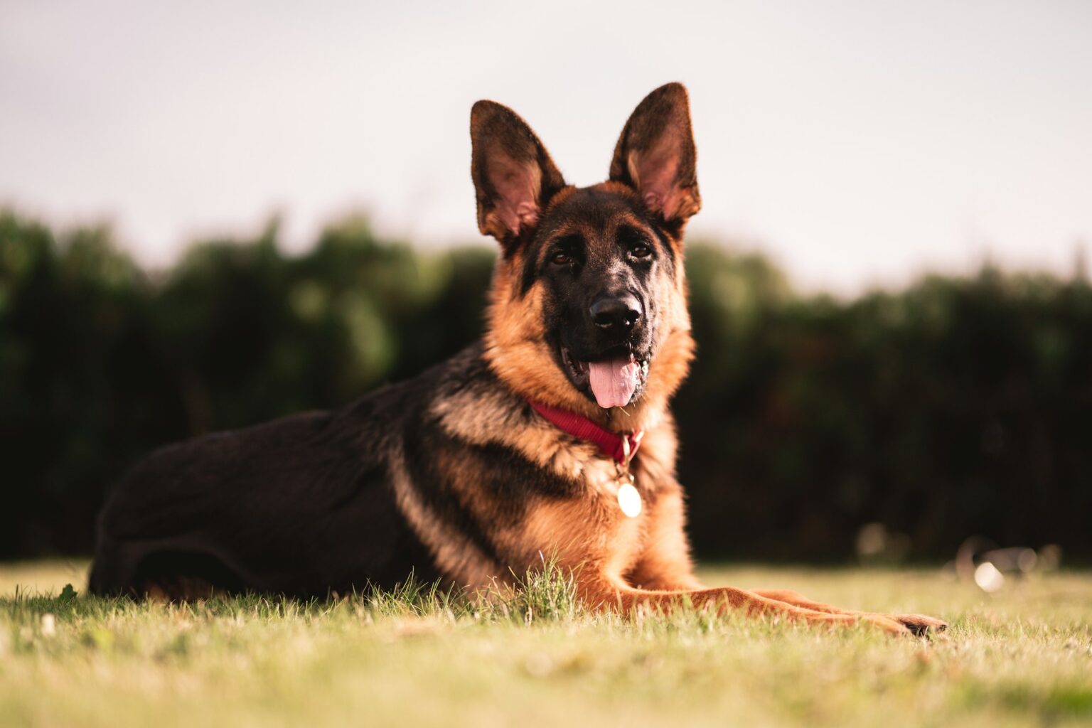 German Shepherd Ears German Shepherd Ears