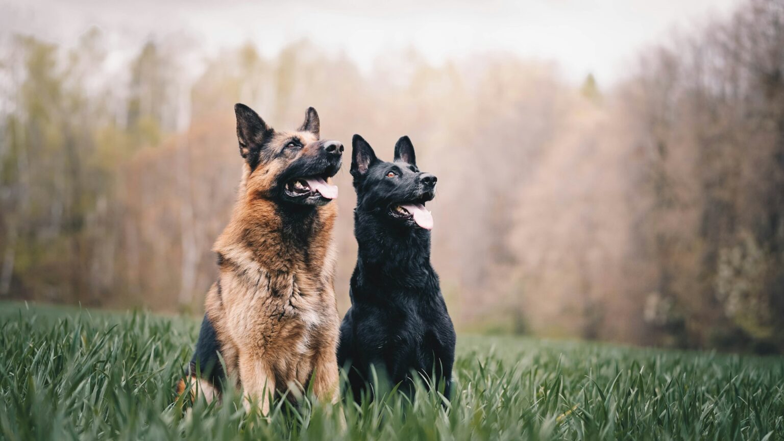 German Shepherd Dogs German Shepherd Dogs