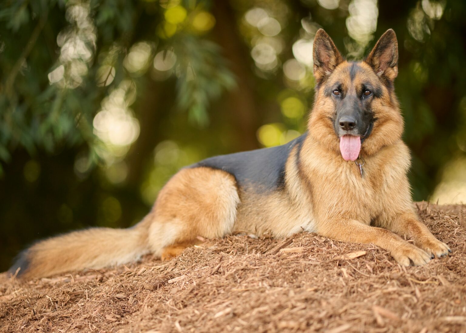 German Shepherd Breed German Shepherd Breed