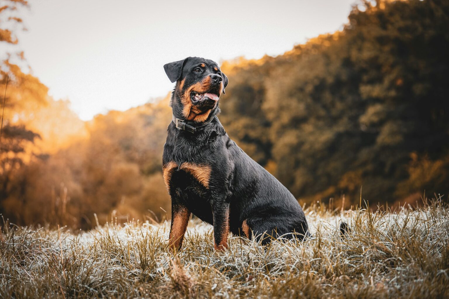 Rottweiler Rottweiler