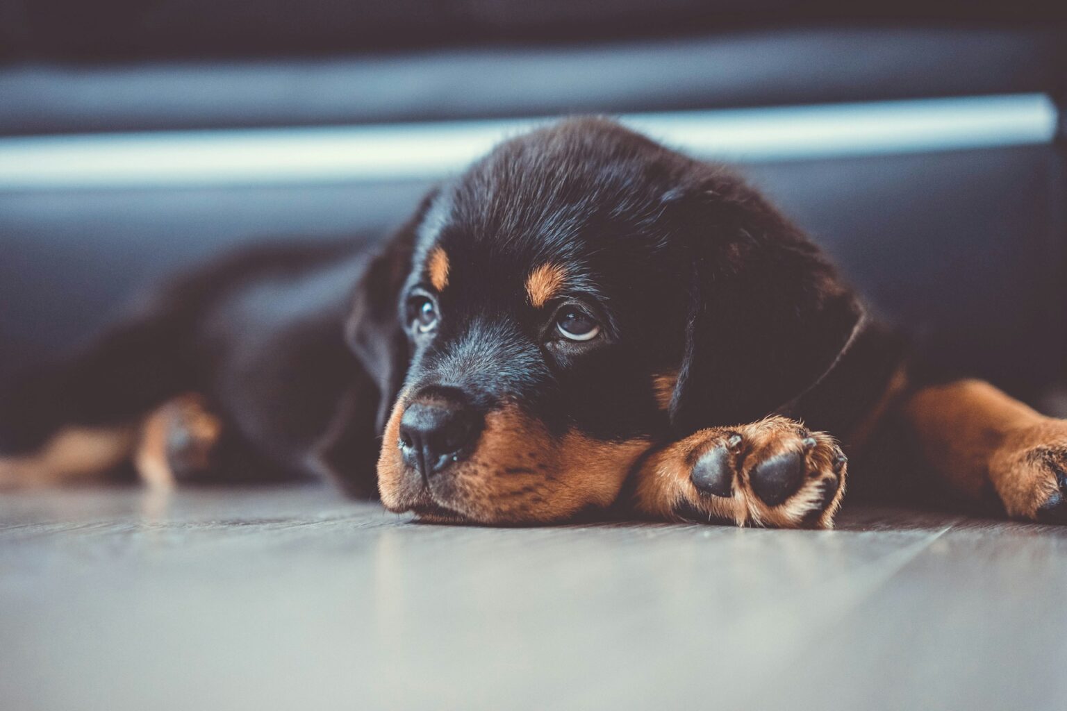 Rottweiler puppy Rottweiler puppy