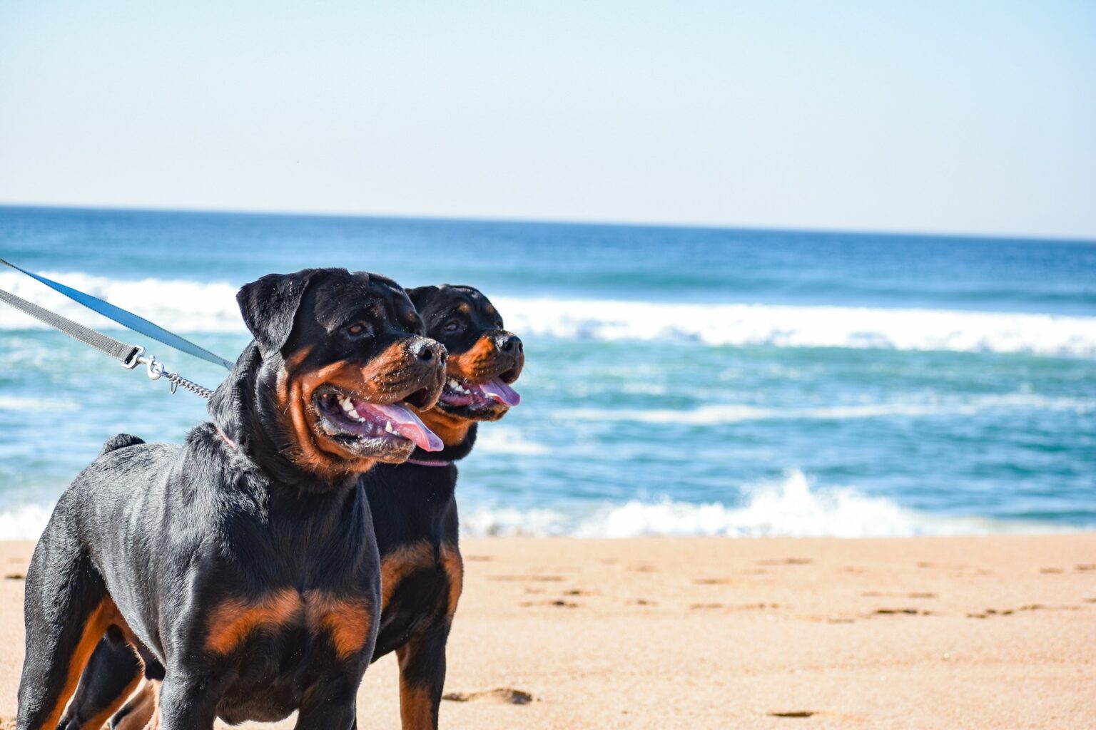 Rottweiler physical activity Rottweiler physical activity