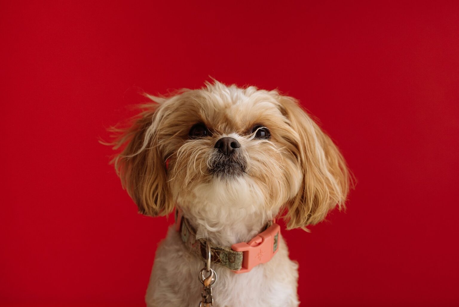 Shih Tzu Shih Tzu