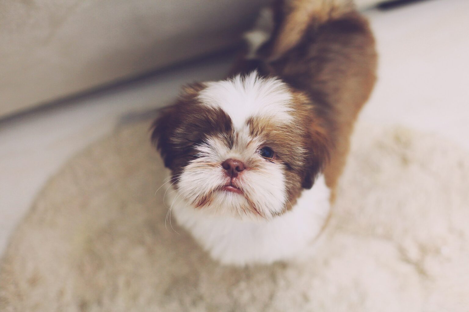 Shih Tzu puppy Shih Tzu puppy