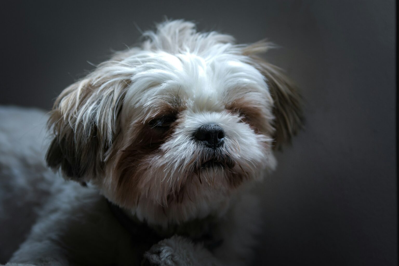 Long-haired dog Long-haired dog