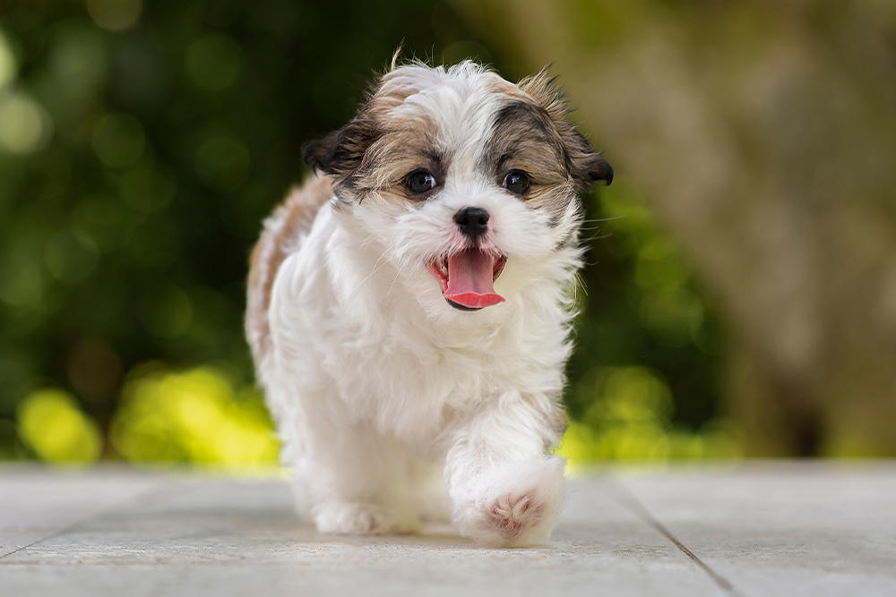 Shih Tzu