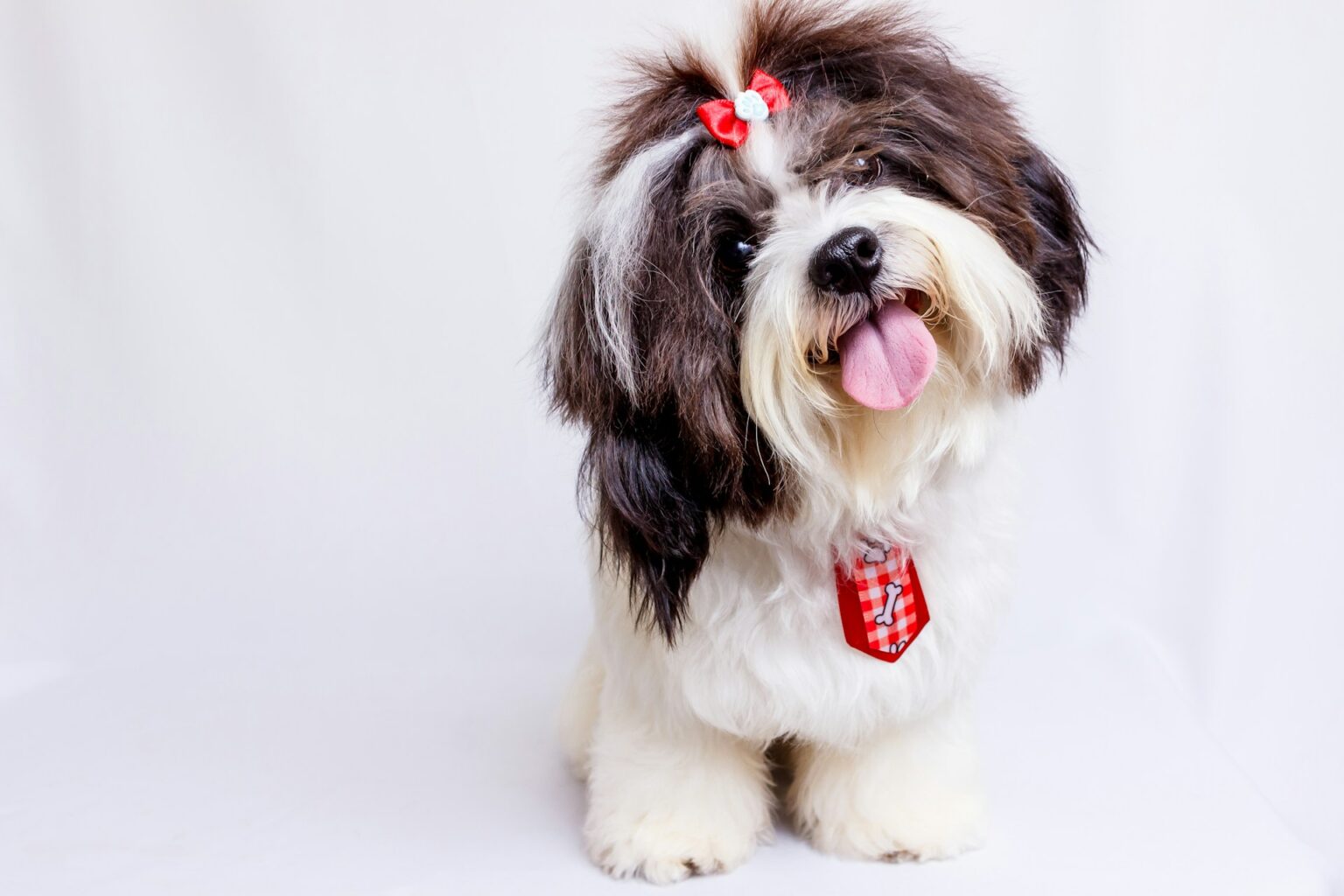 Chinese Shih Tzu dog Chinese Shih Tzu dog