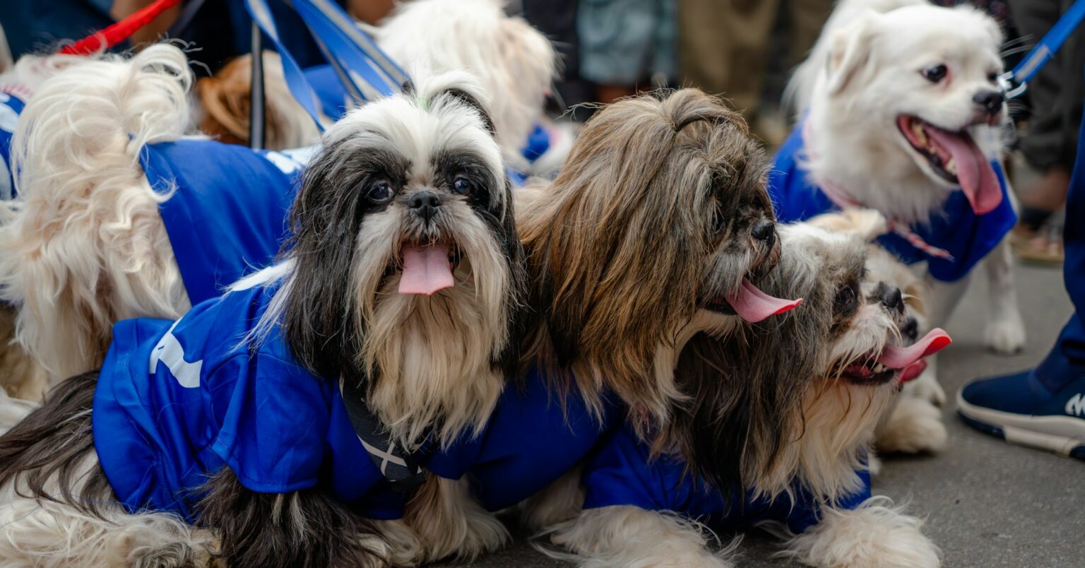 Shih Tzu dogs Shih Tzu dogs